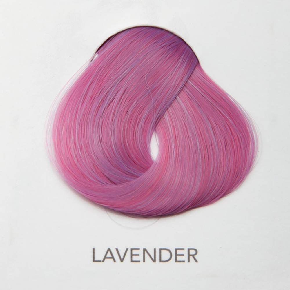 Stargazer Lavender